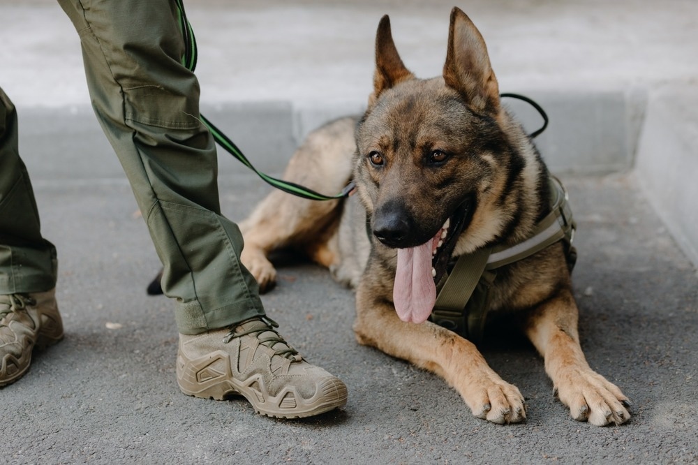 Do the benefits of dog ownership on cardiovascular disease and diabetes extend to US military Veterans?