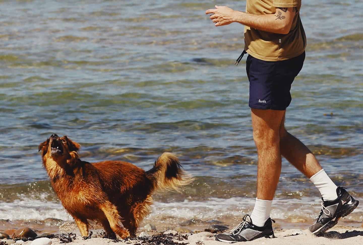 10 Best Hybrid Shorts For Men – Ready for Summer 2023