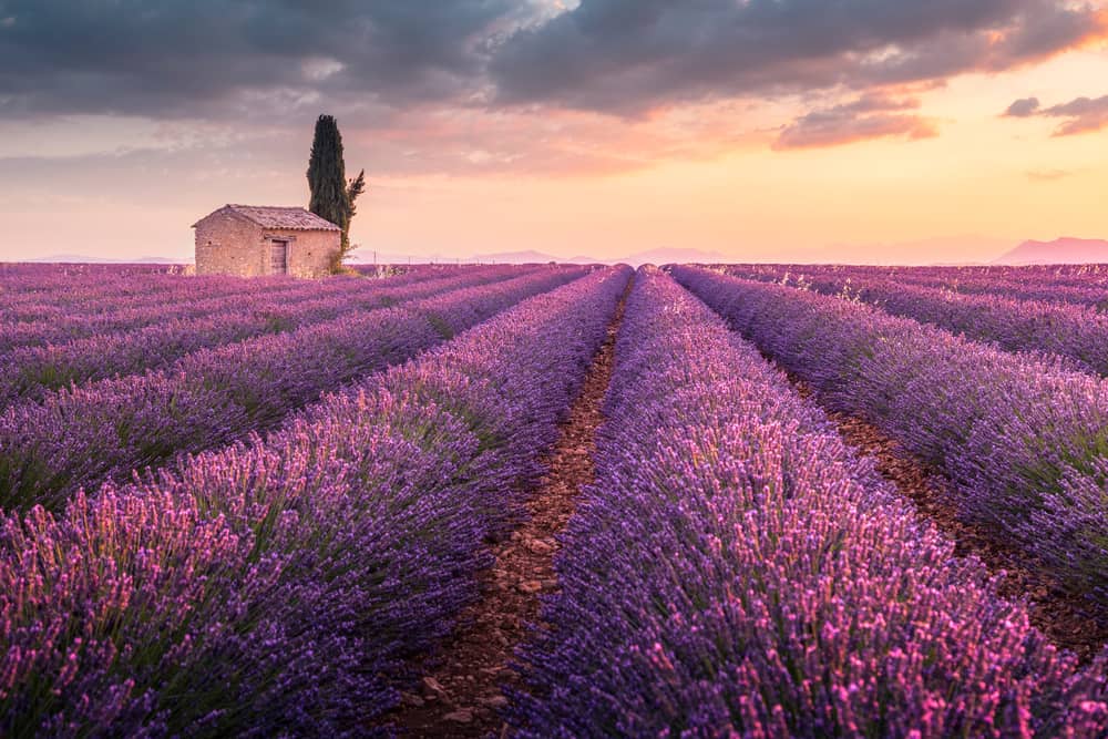 Rows of purple lavender fields under a yellow sunset sky.