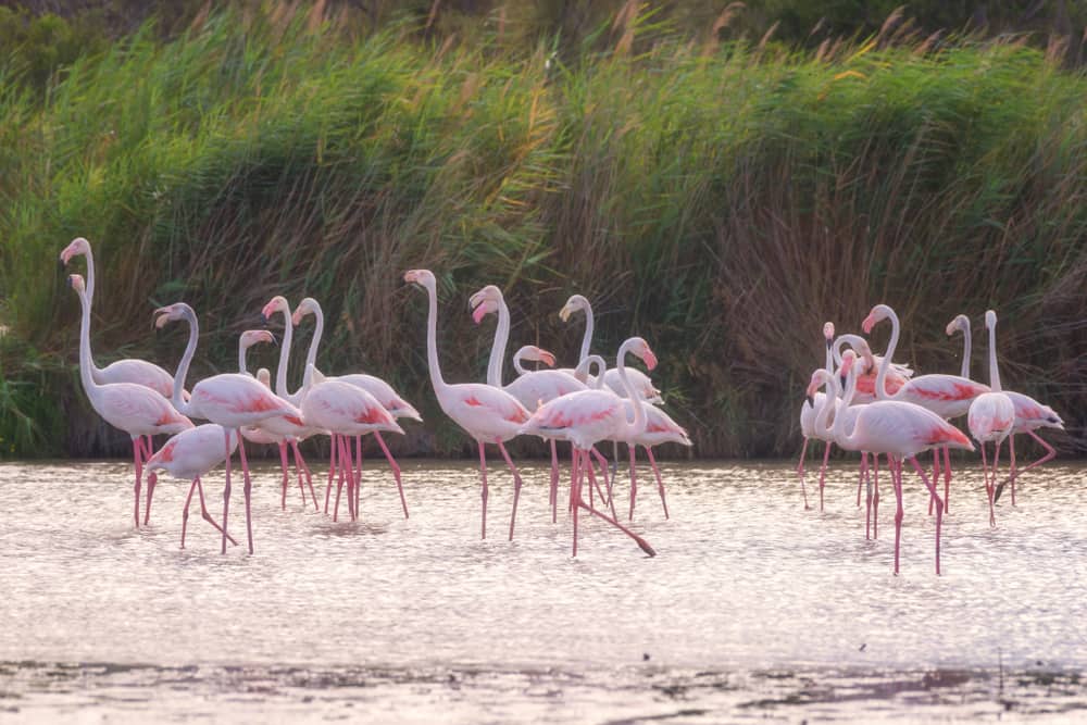Flamingos walk in the water near grass.