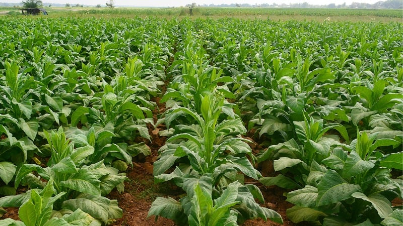Who Calls on Asian Countries to Quit Tobacco Farming?