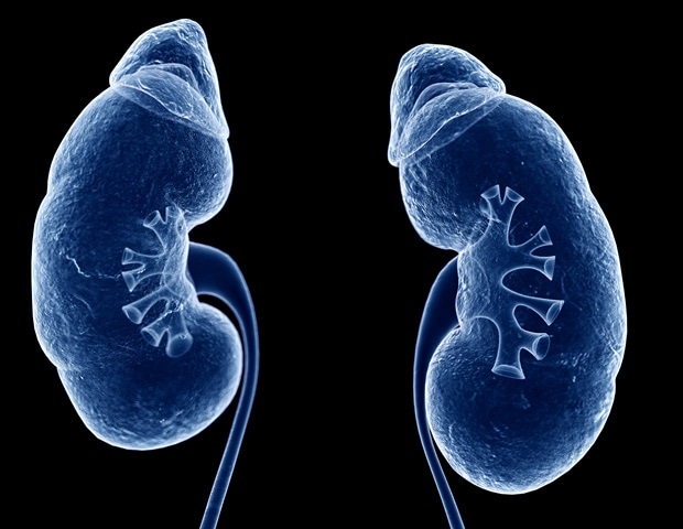 New research identifies potential drug target to prevent kidney failure