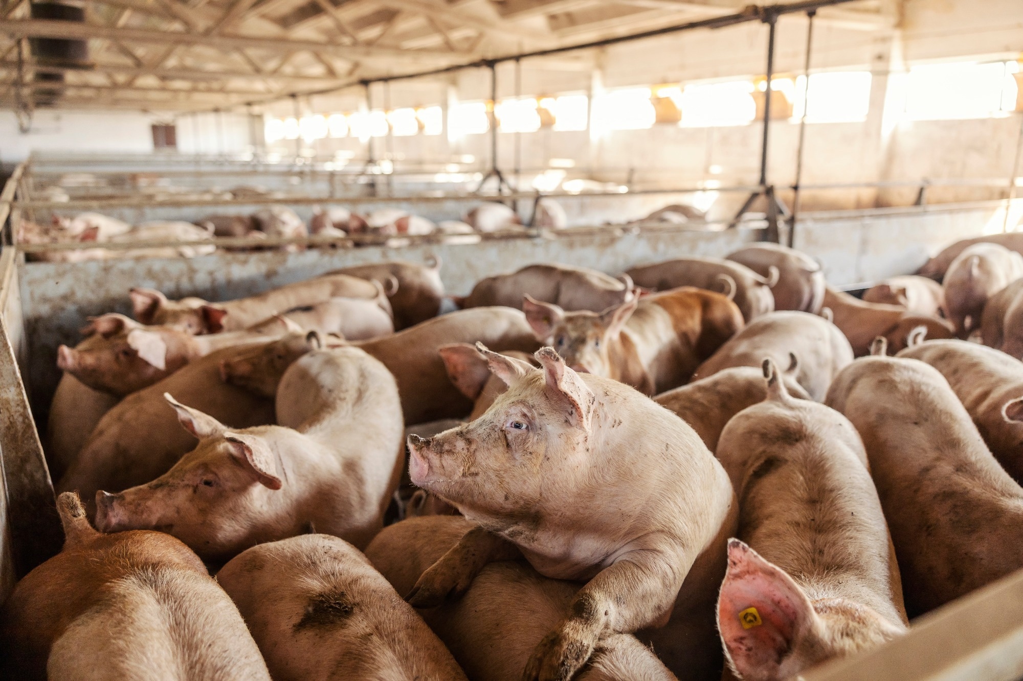 Intensive pig farming linked to dangerous zoonotic pathogens, study warns