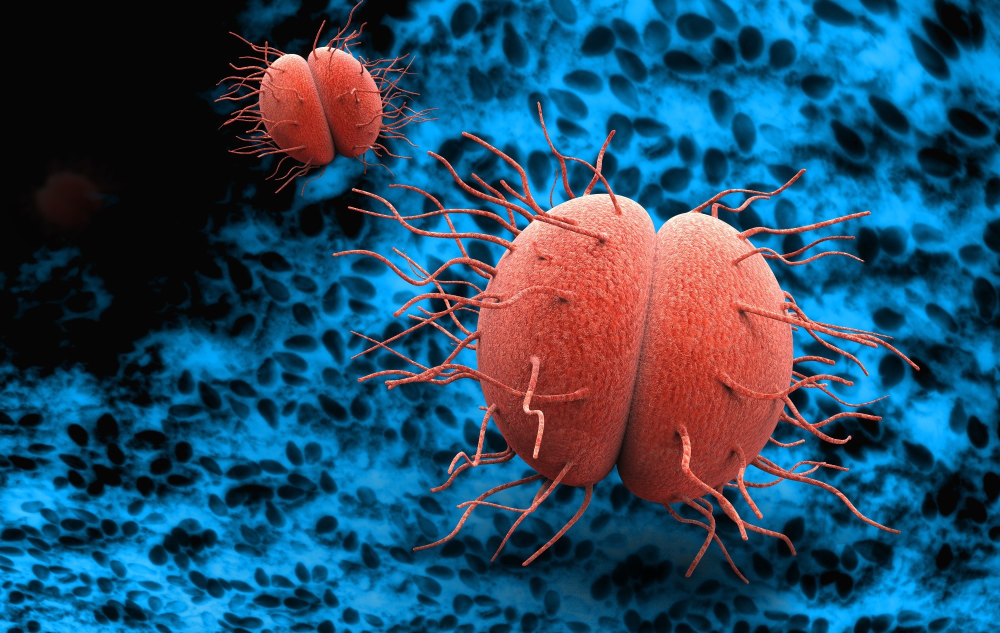 Hormonal steroids found to boost drug resistance in gonorrhea bacteria