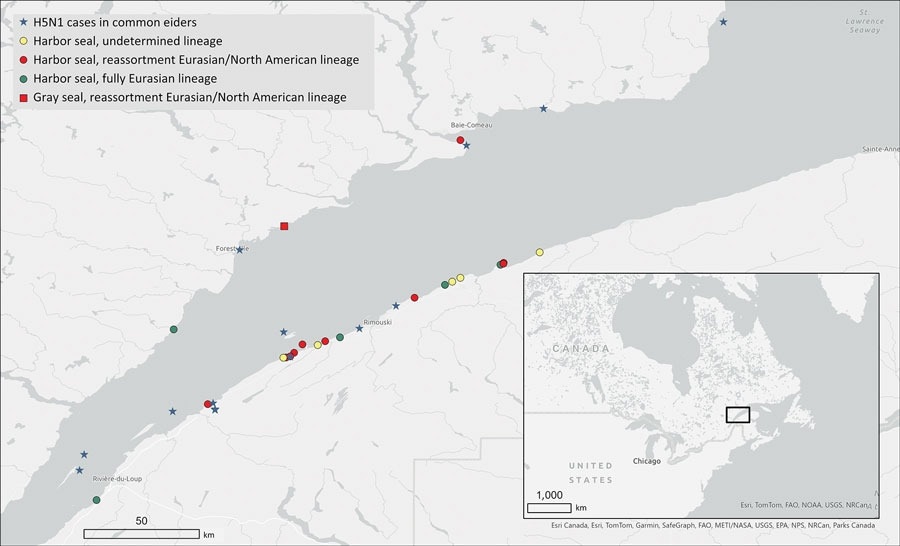 Geographic locations of stranded, dead, or sick seals infected by highly pathogenic avian influenza A(H5N1) virus during the 2022 outbreak in the St. Lawrence Estuary, Quebec, Canada. The locations of harbor seals (Phoca vitulina) gray seals (Halichoerus grypus) and detected H5N1 lineages are marked as are the documented outbreaks in common eider (Somateria mollissima) colonies. Inset shows study location in a map of eastern Canada, and US Midwest and Northeast.