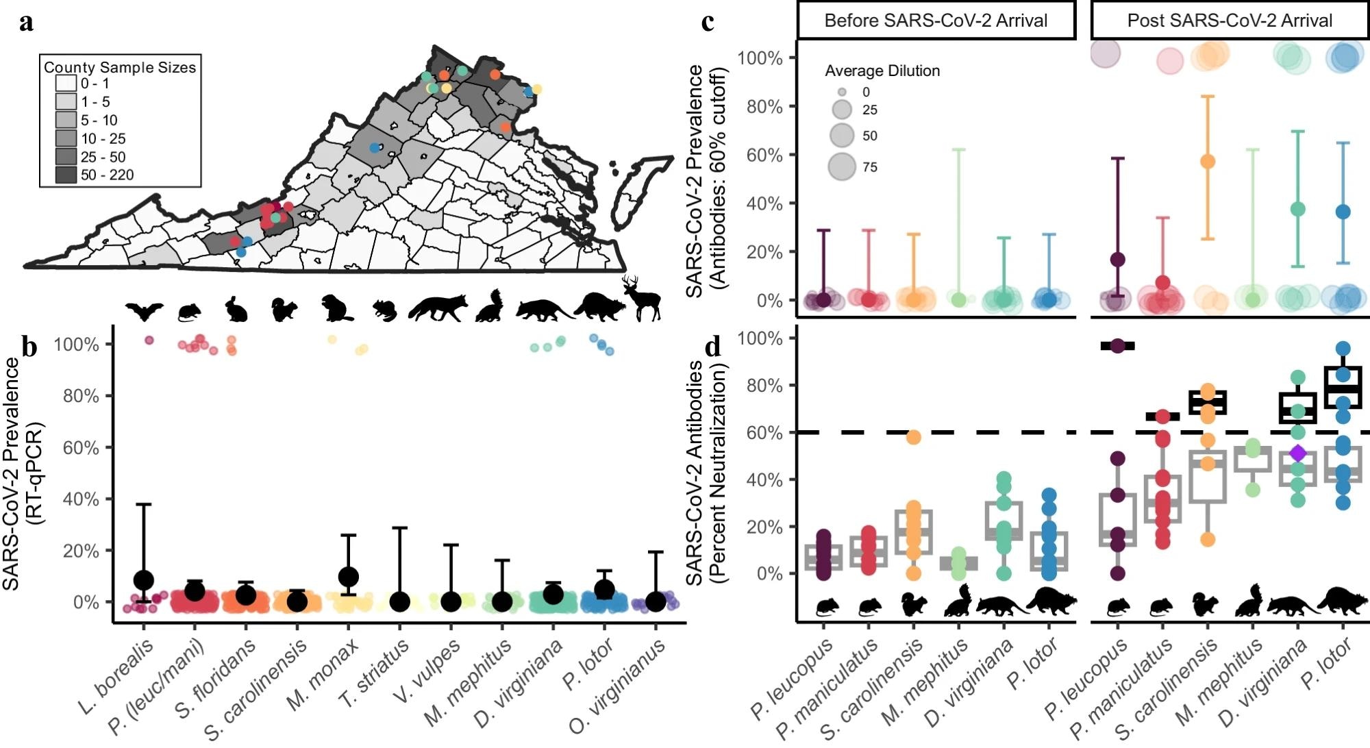 Wildlife species show high SARS-CoV-2 exposure linked to human activity