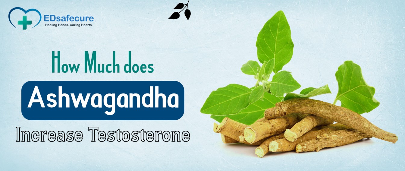 How much does Ashwagandha increase testosterone