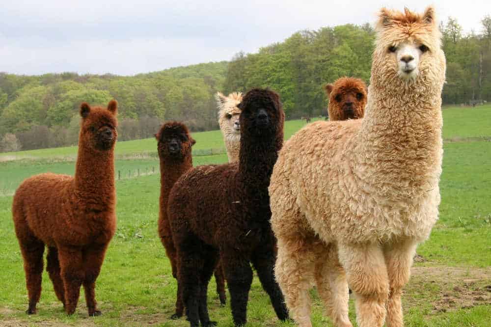 alpacas in field