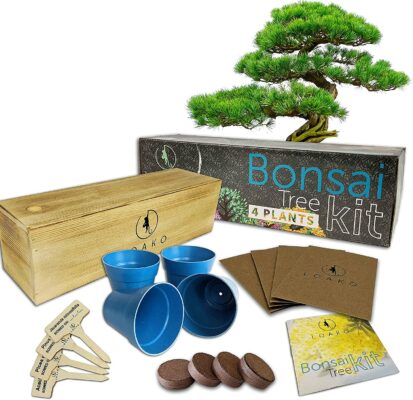 Bonsai Tree Kit, Best White Elephant Gift 